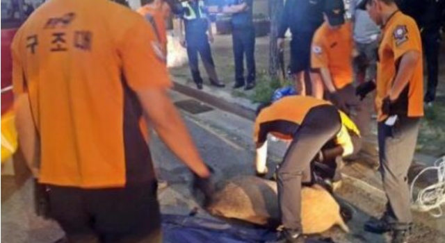 首尔现野猪群是怎么回事？为什么野猪数量会越来越多？