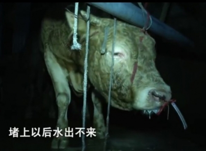 黄牛12小时注水痛苦流泪 注水肉对人体会有影响吗？