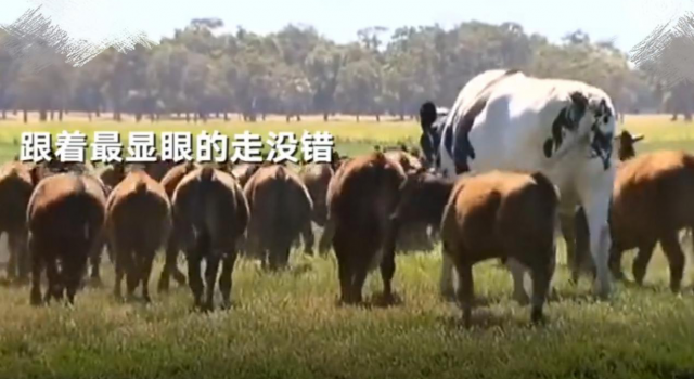 奶牛短裤体型太大被屠宰场拒收 体型大也是有好处的