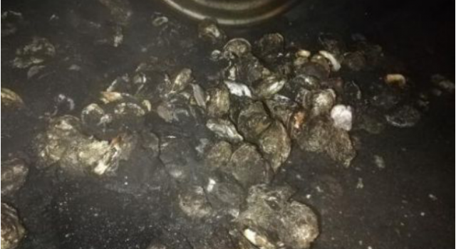 20余吨生蚝变烤蚝什么情况？隔着屏幕都能闻到味道