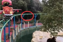 ���ֻ�Ͷι������ô���£������ο����Ͷʳ