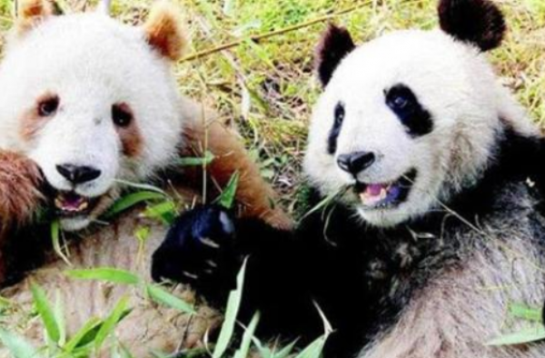 全球首例白色大熊猫 熬夜与不熬夜的熊猫 你爱哪个