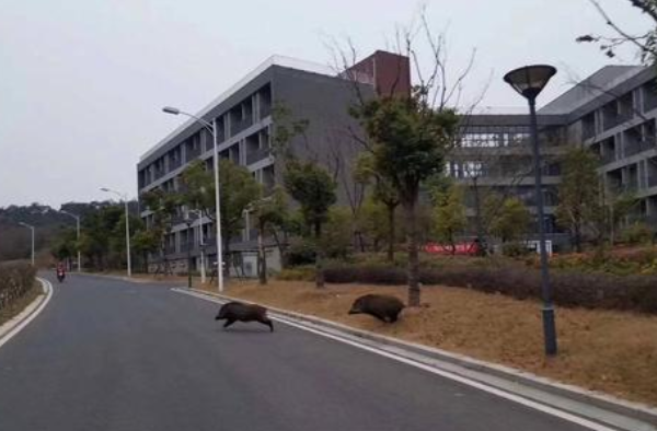 野猪误入南京地铁 野猪也要乘地铁？南大学生有点眼熟