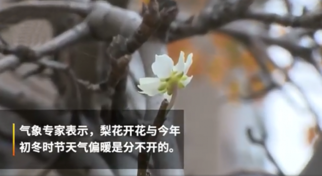 梨花也被天气搞晕了 网友：我也被天气搞晕了！