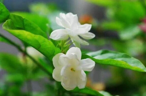 喜欢喝油的三种花卉 烟机里的脏油再也不怕没地儿倒了