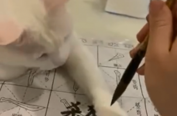 练字写吃猫肉被猫咪出爪反抗 网友：给它洗爪子太难了