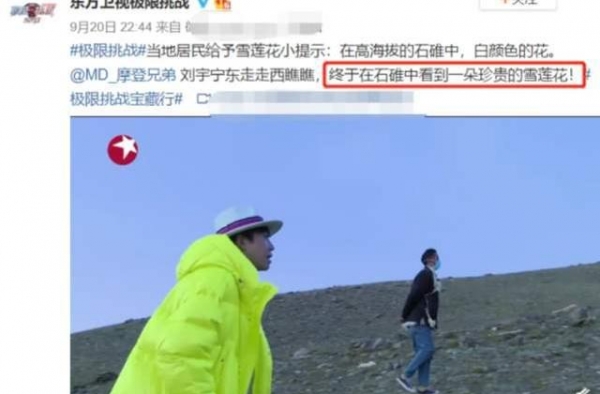 综艺节目公开采摘濒危植物雪兔子：做综艺，不要拿专业当玩笑