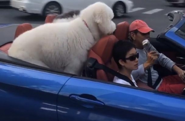 张丰毅开敞篷车现身，副驾驶坐短发女子，后座两只巨型犬抢眼