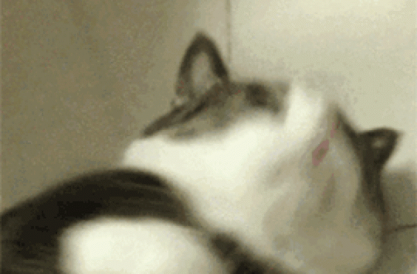 怀孕了？谢娜直播间疑似出现孕吐，再次引发怀二胎猜测