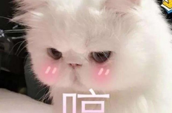 丫蛋二婚后露面疑怀孕，直播惨淡公司难，离开春晚她咋销声匿迹？
